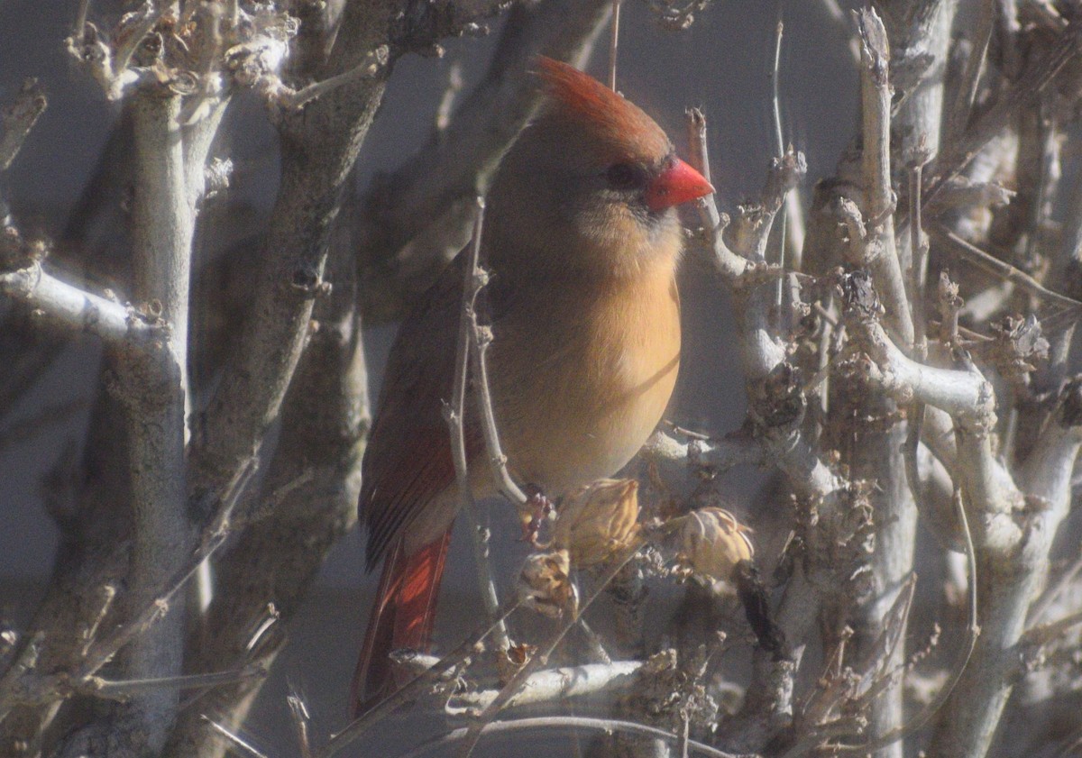Northern Cardinal - ML647079823