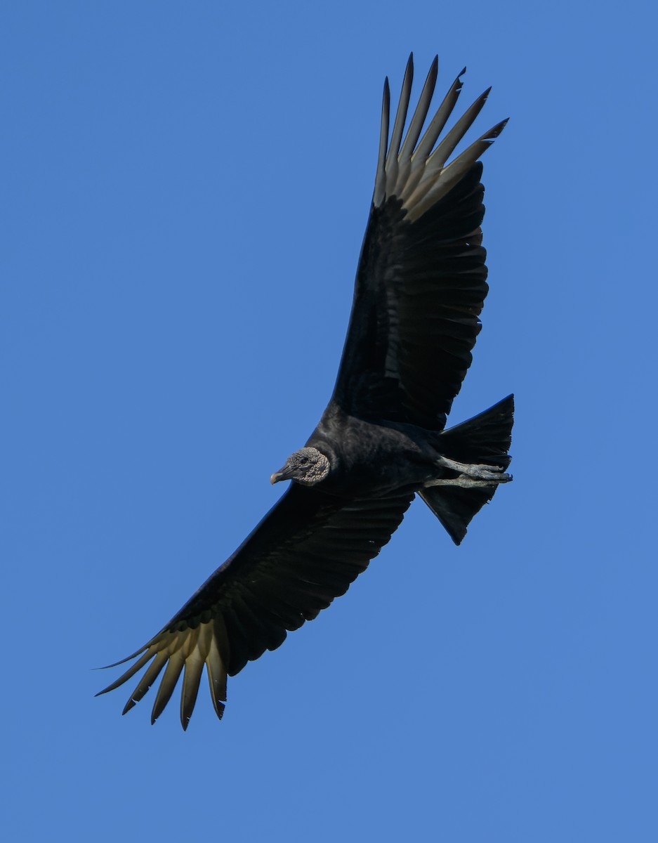 Black Vulture - ML647079826