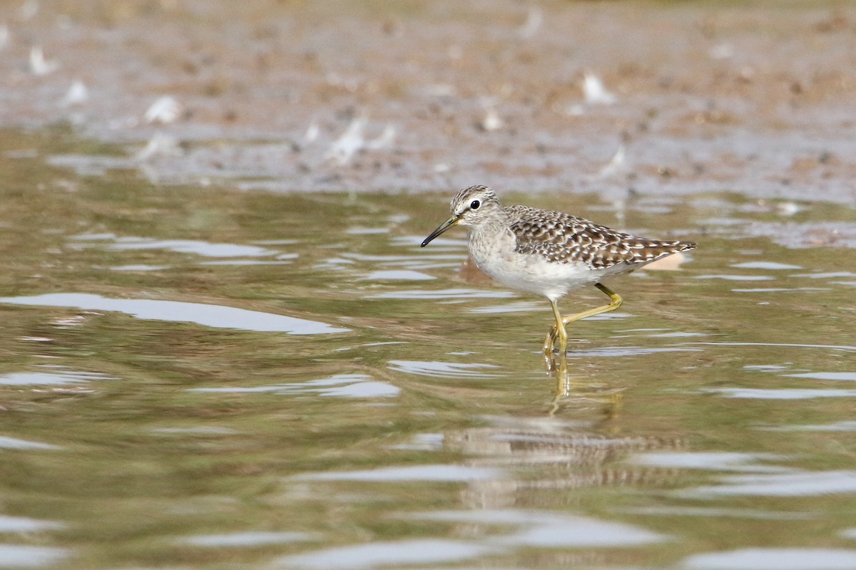 タカブシギ - ML647079827