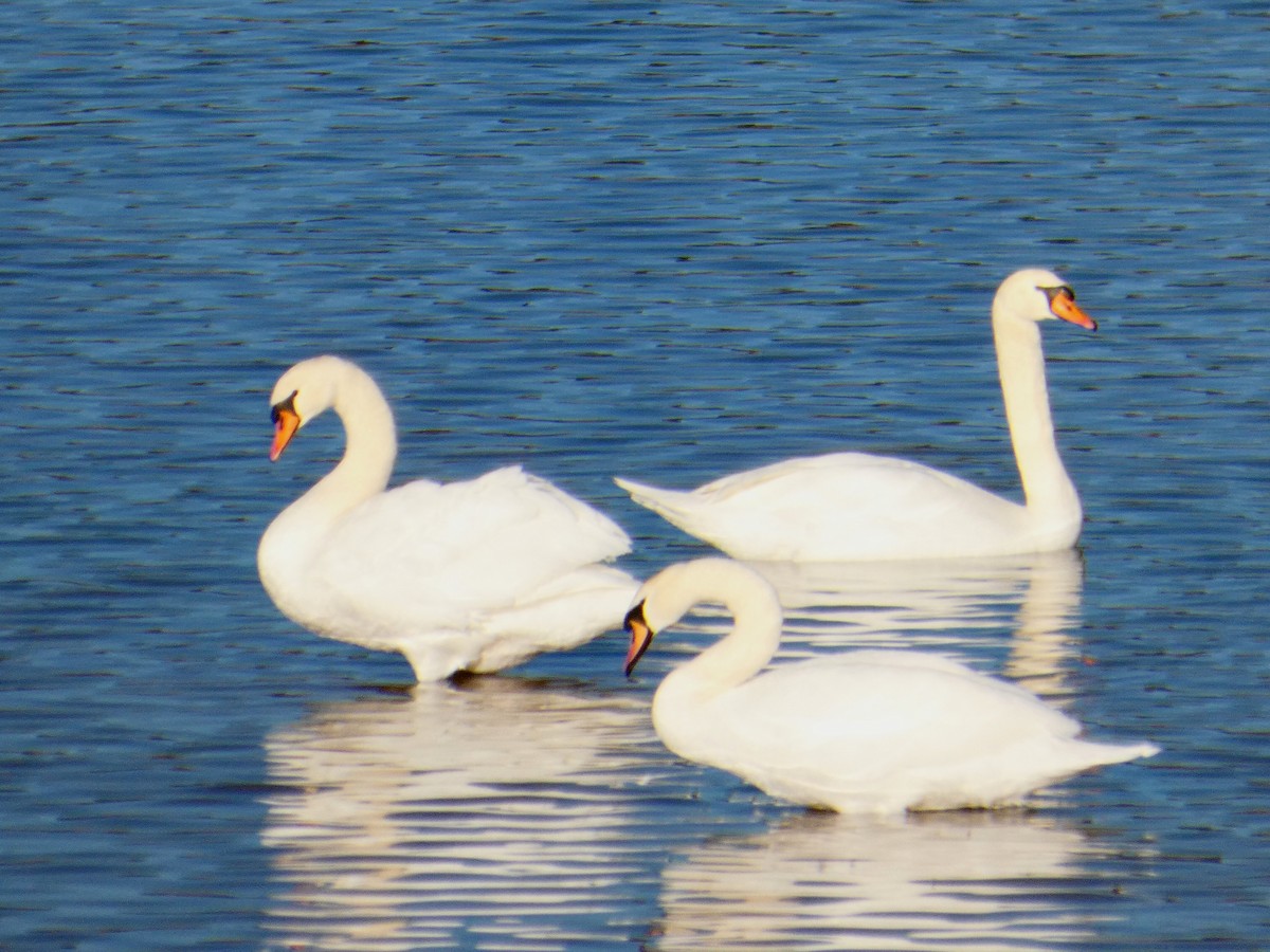 Лебідь-шипун - ML647079833