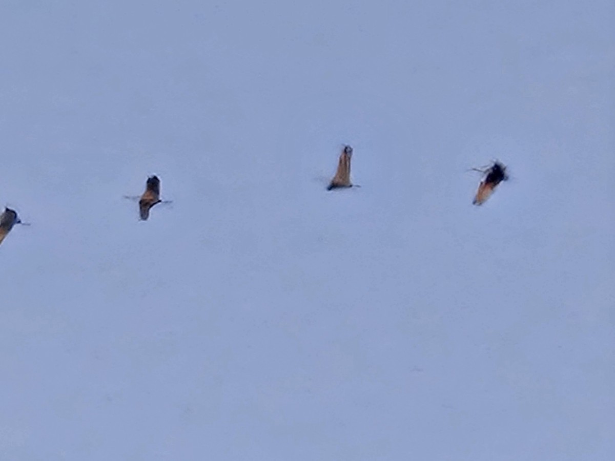 Sandhill Crane - ML647079834