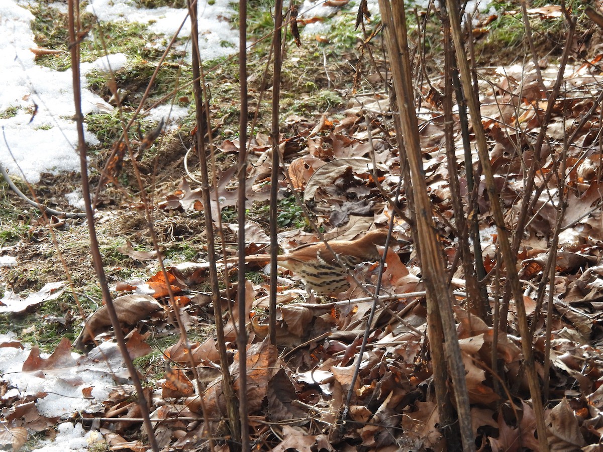 Brown Thrasher - ML647079841