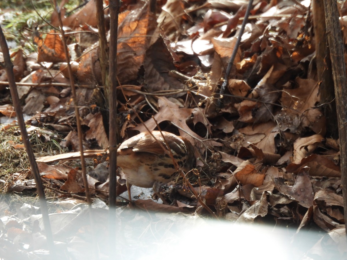 Brown Thrasher - ML647079843