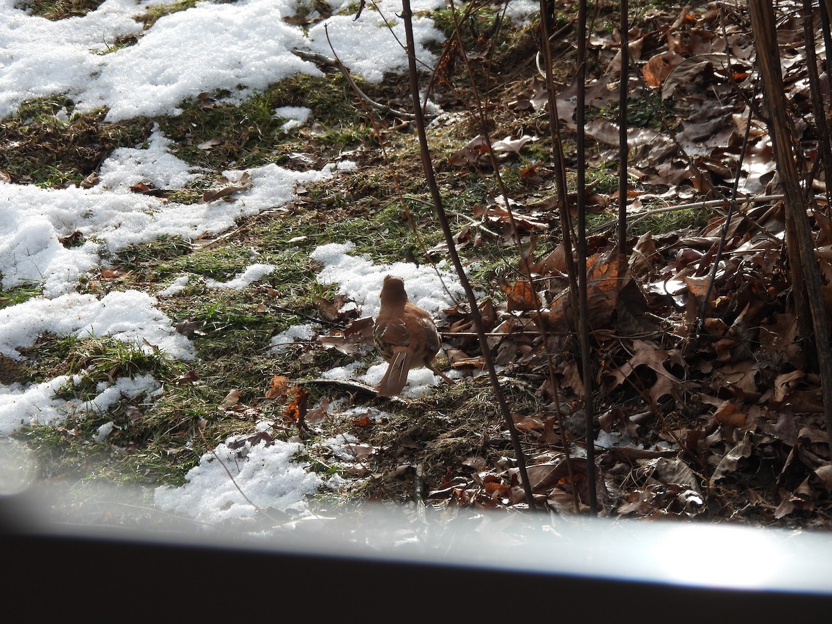 Brown Thrasher - ML647079844