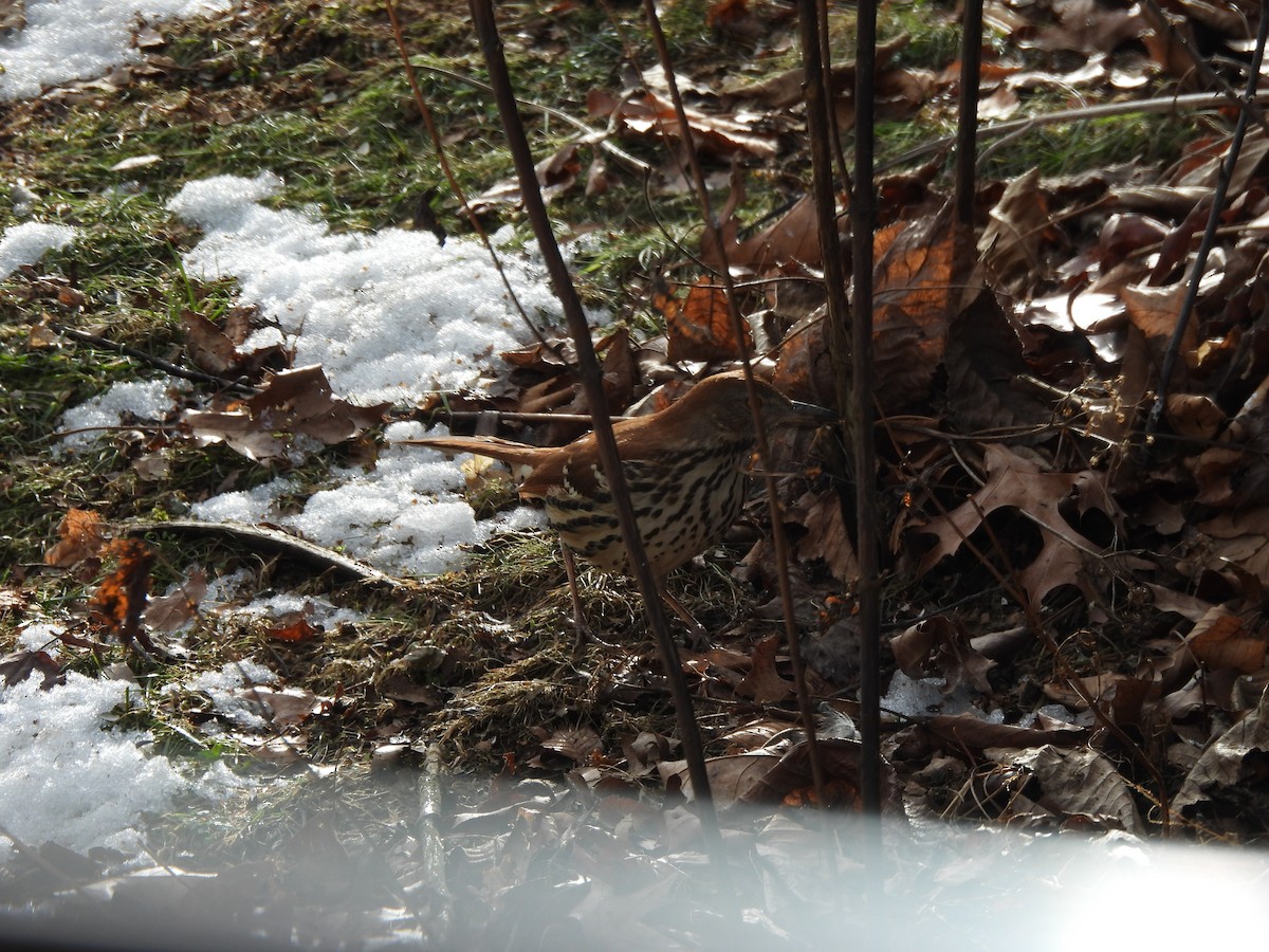 Brown Thrasher - ML647079845