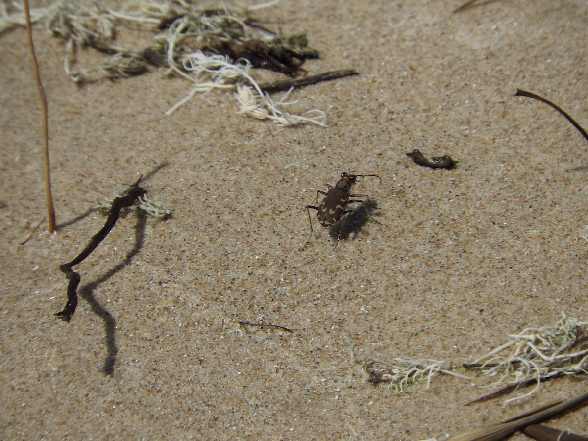 Bronzed Tiger Beetle - ML647079849