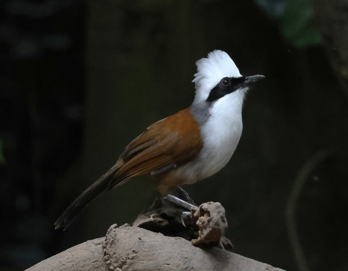 White-crested Laughingthrush - ML647079852
