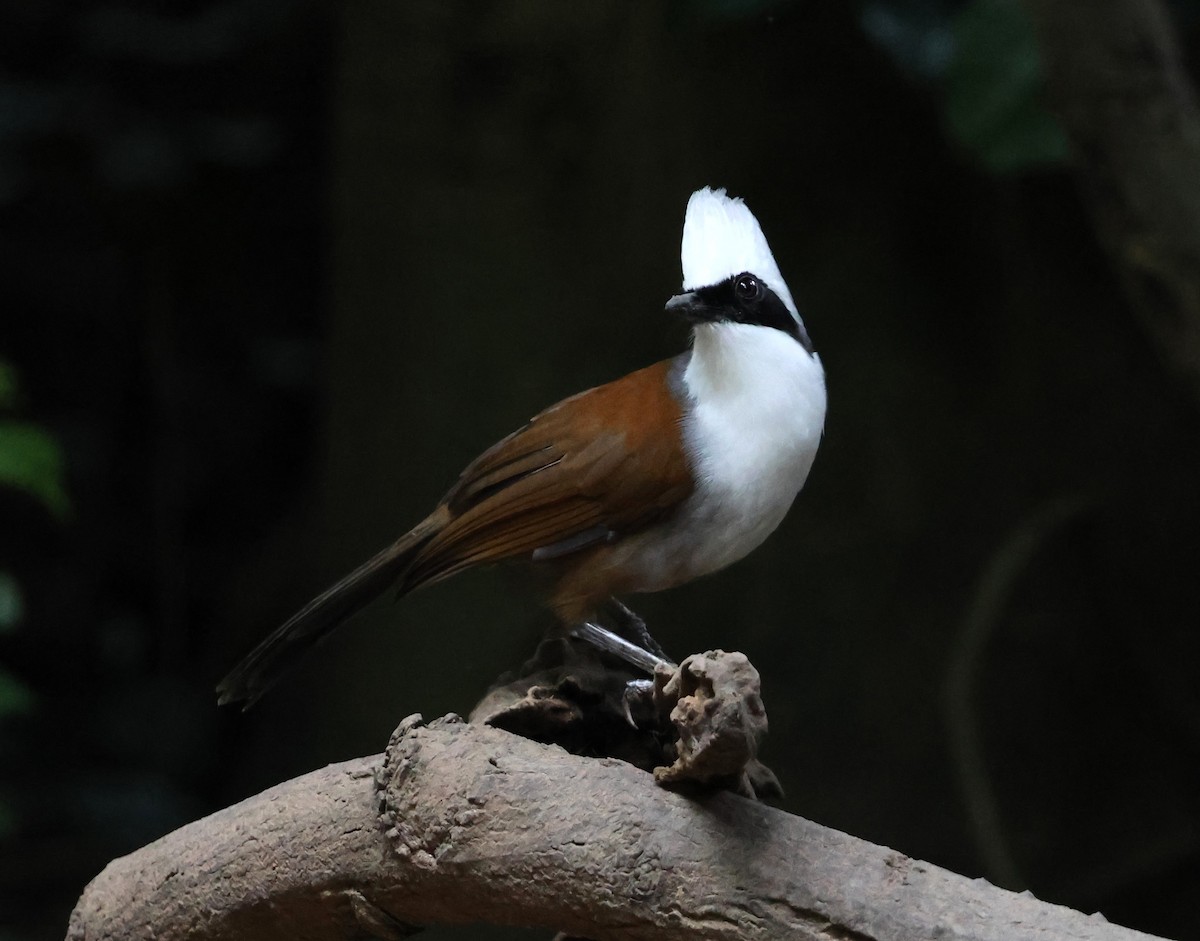 White-crested Laughingthrush - ML647079853