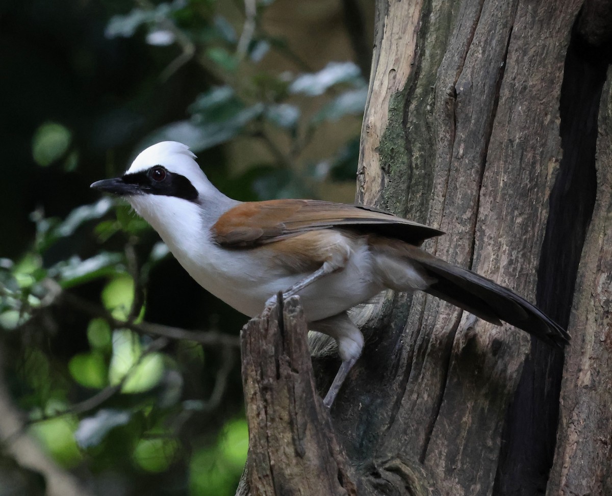 White-crested Laughingthrush - ML647079854