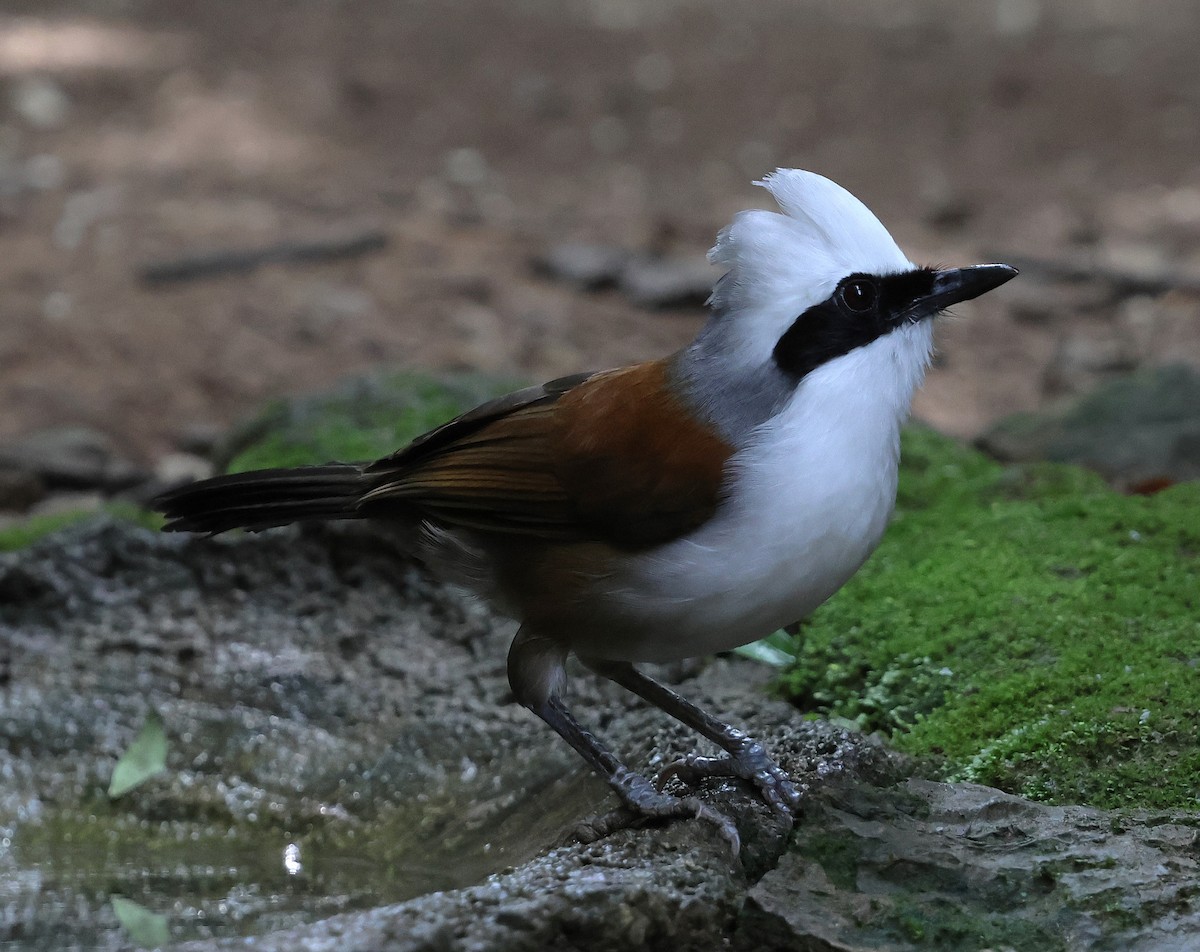White-crested Laughingthrush - ML647079855