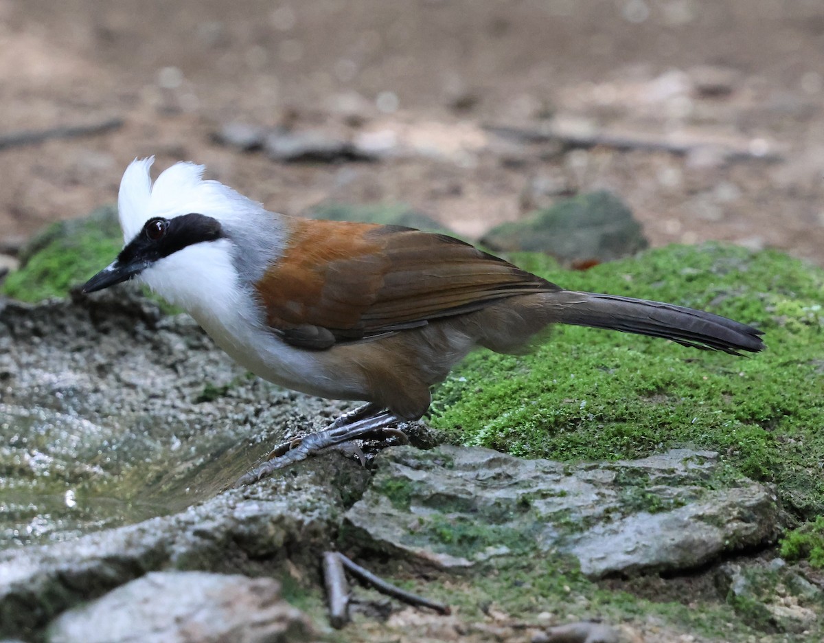 White-crested Laughingthrush - ML647079856