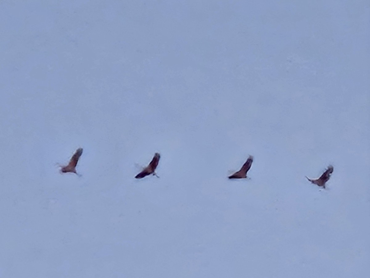 Sandhill Crane - ML647079857