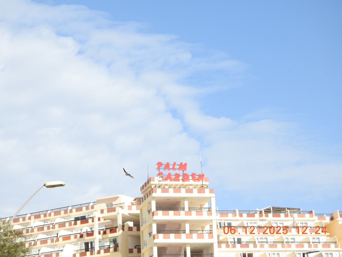 Kum Kırlangıcı - ML647079860