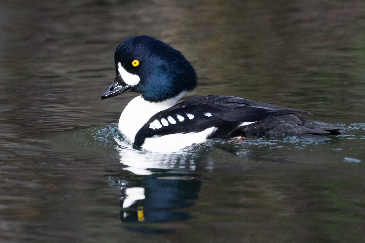 Spatelente - ML647079880