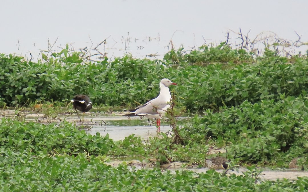 racek šedohlavý - ML647079881