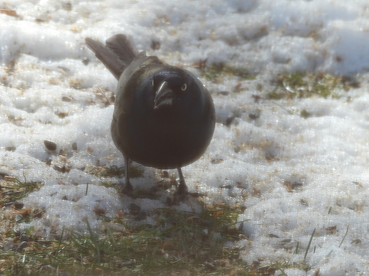 Common Grackle - ML647079886