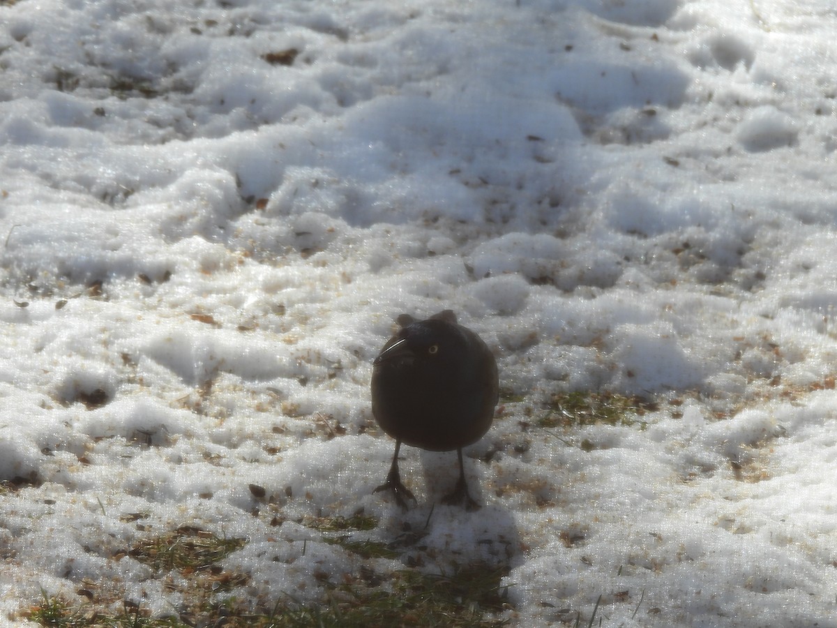 Common Grackle - ML647079887