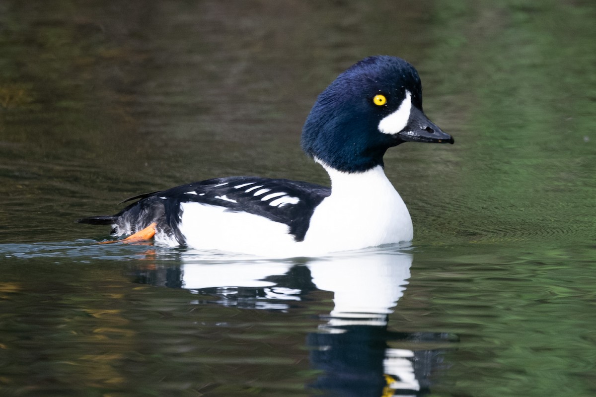 Spatelente - ML647079889