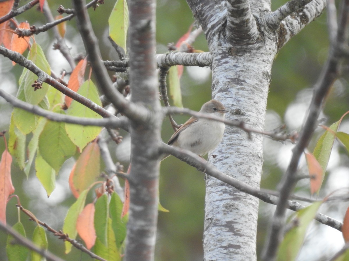 Greater Whitethroat - ML647079900