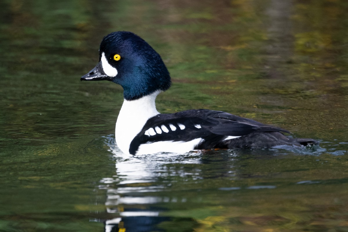 Spatelente - ML647079901