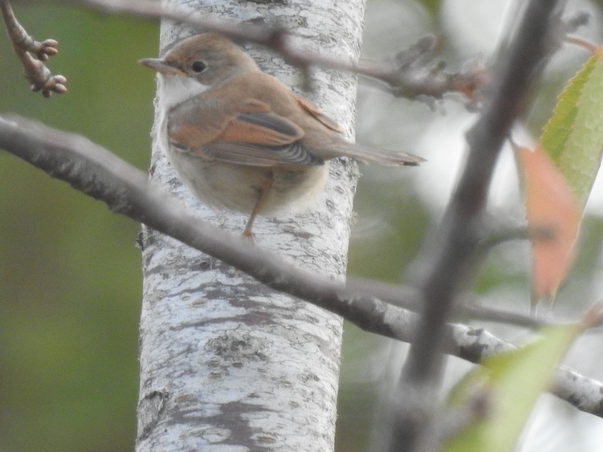 Greater Whitethroat - ML647079903
