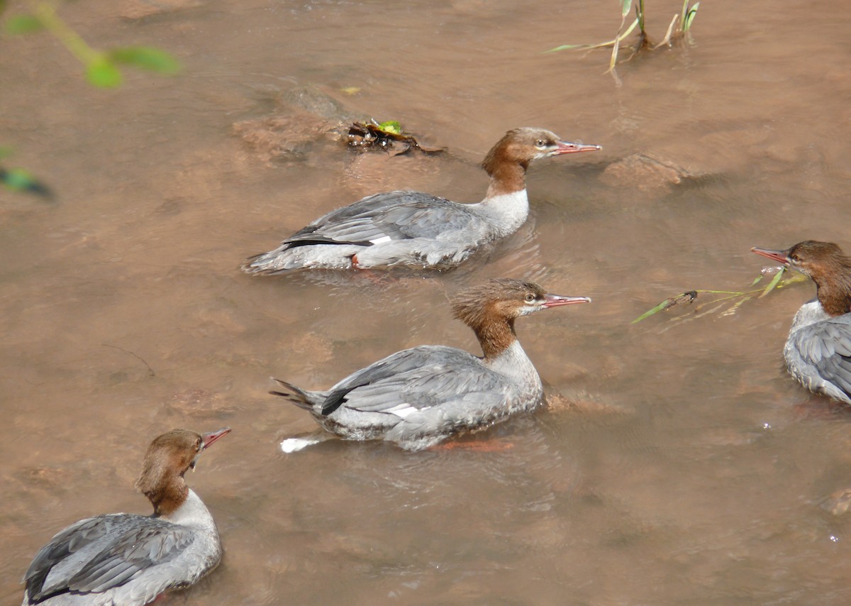 Common Merganser - ML647079907