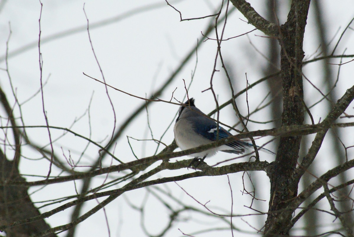 Blue Jay - ML647079920