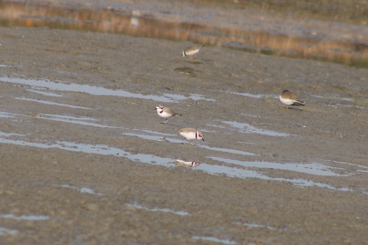 Schneeregenpfeifer - ML647079921