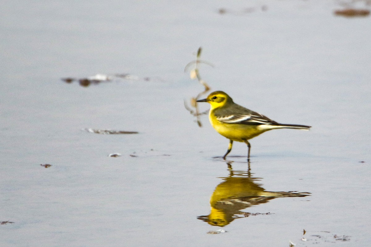 キガシラセキレイ - ML647079922