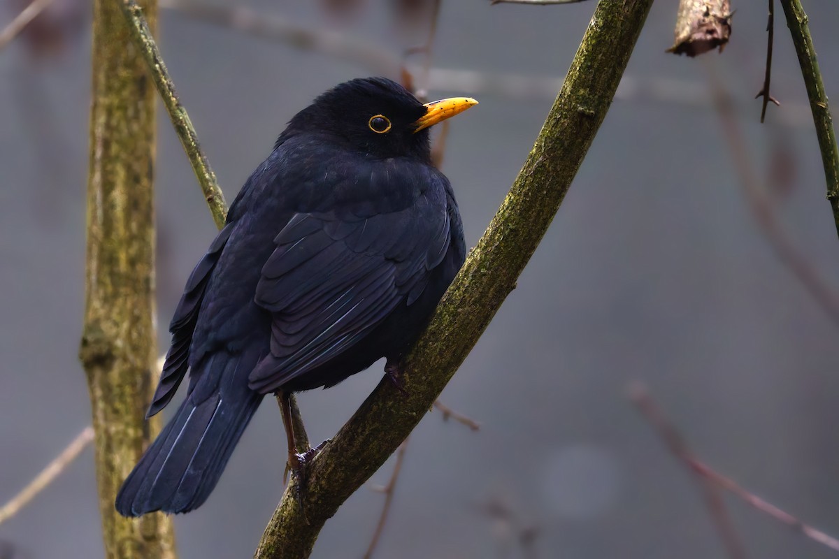 Merle noir - ML647079924