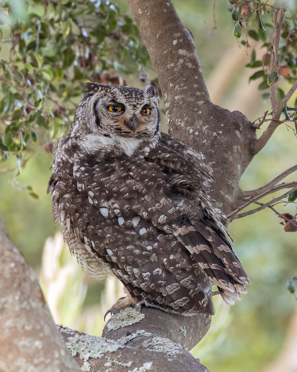 Spotted Eagle-Owl - ML647079925