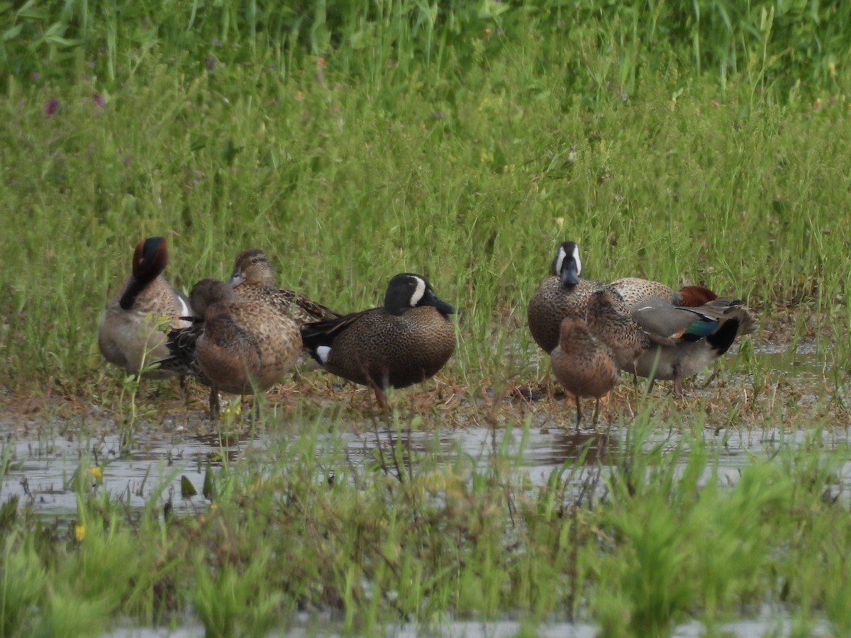 Mavi Kanatlı Ördek - ML647079928