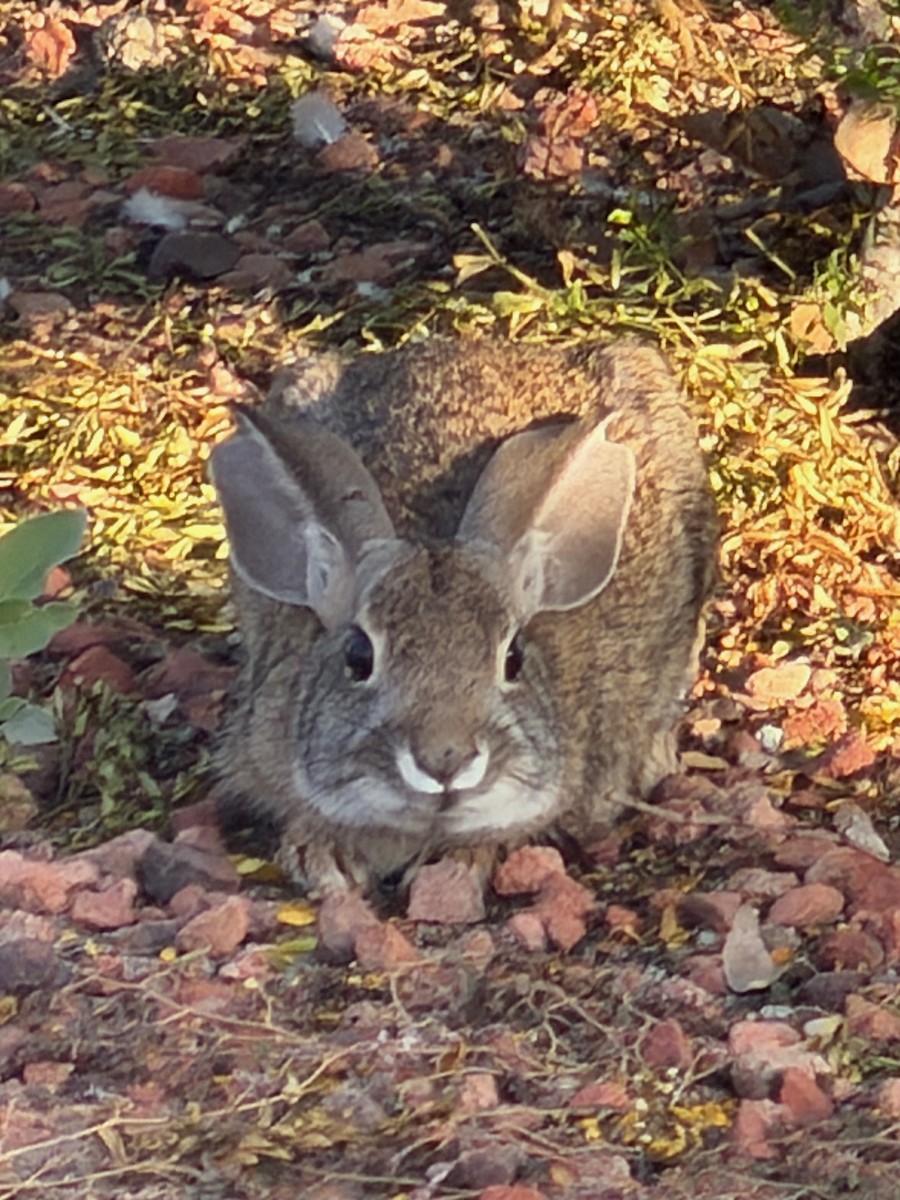 Animals - ML647079929