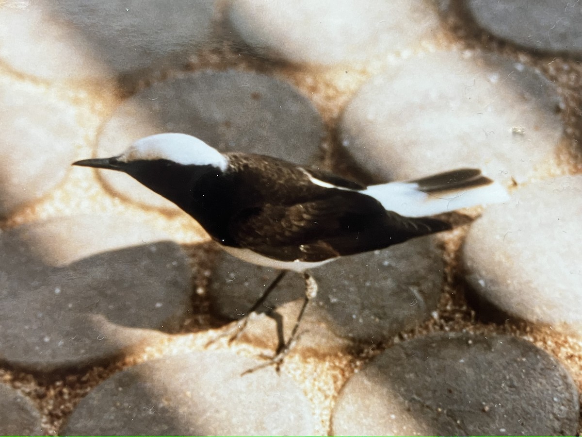 シラガサバクヒタキ - ML647079930