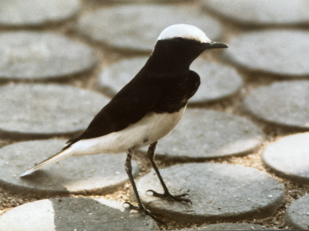 シラガサバクヒタキ - ML647079932