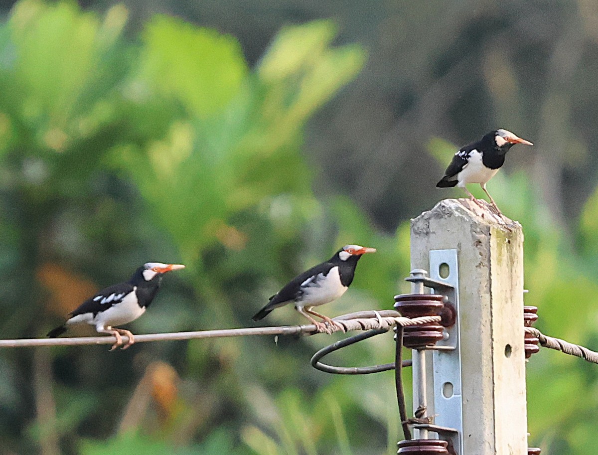 Siamese Pied Starling - ML647079933