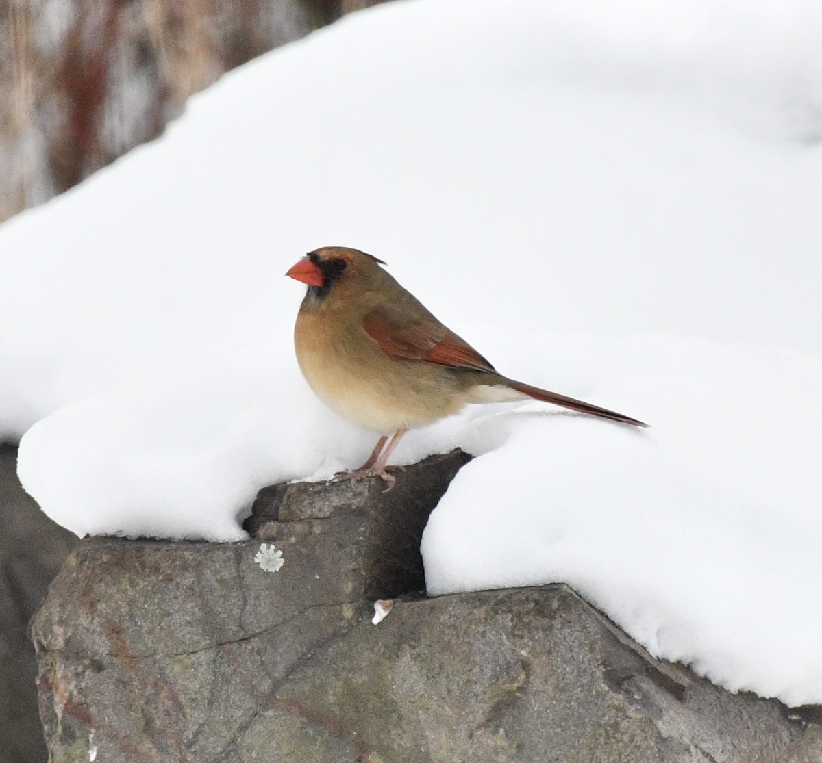 Northern Cardinal - ML647079936