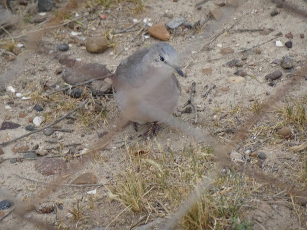 イチモンジバト - ML647079938