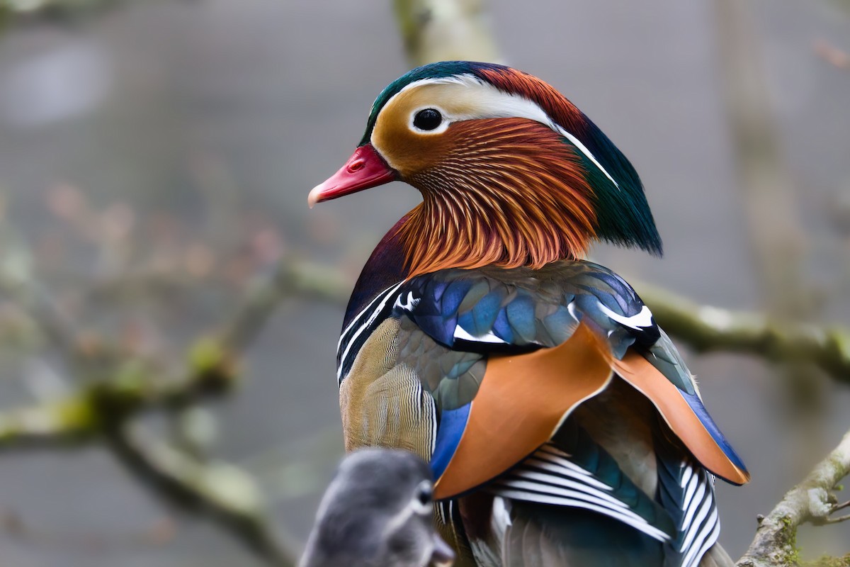 Мандаринка - ML647079944