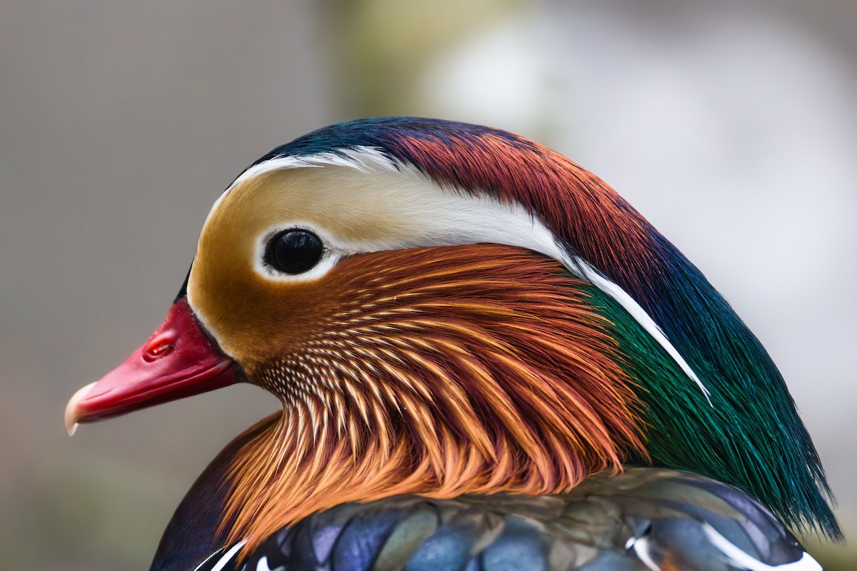 Мандаринка - ML647079945