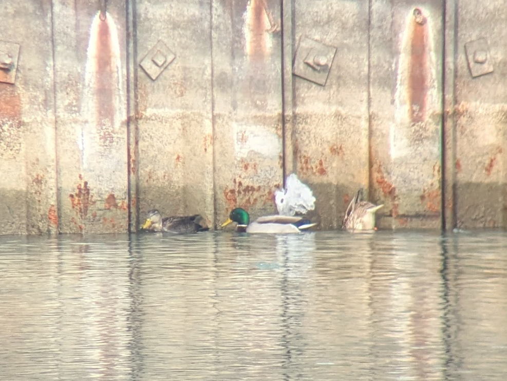 American Black Duck - ML647079949