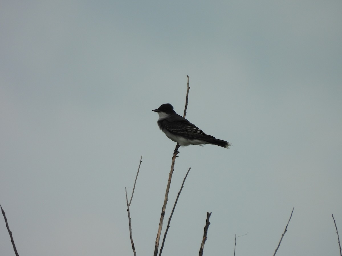 Göçmen Tiran - ML647079950