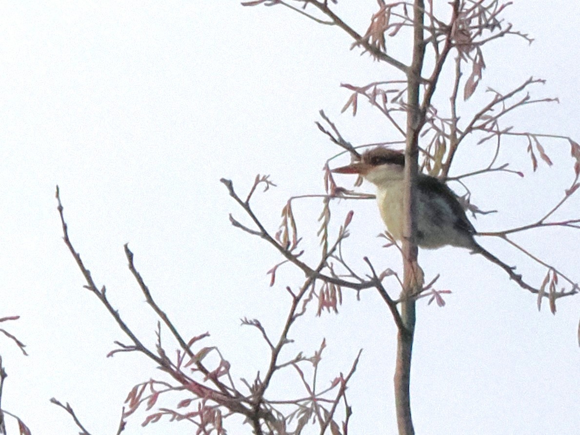 Striped Kingfisher - ML647079951