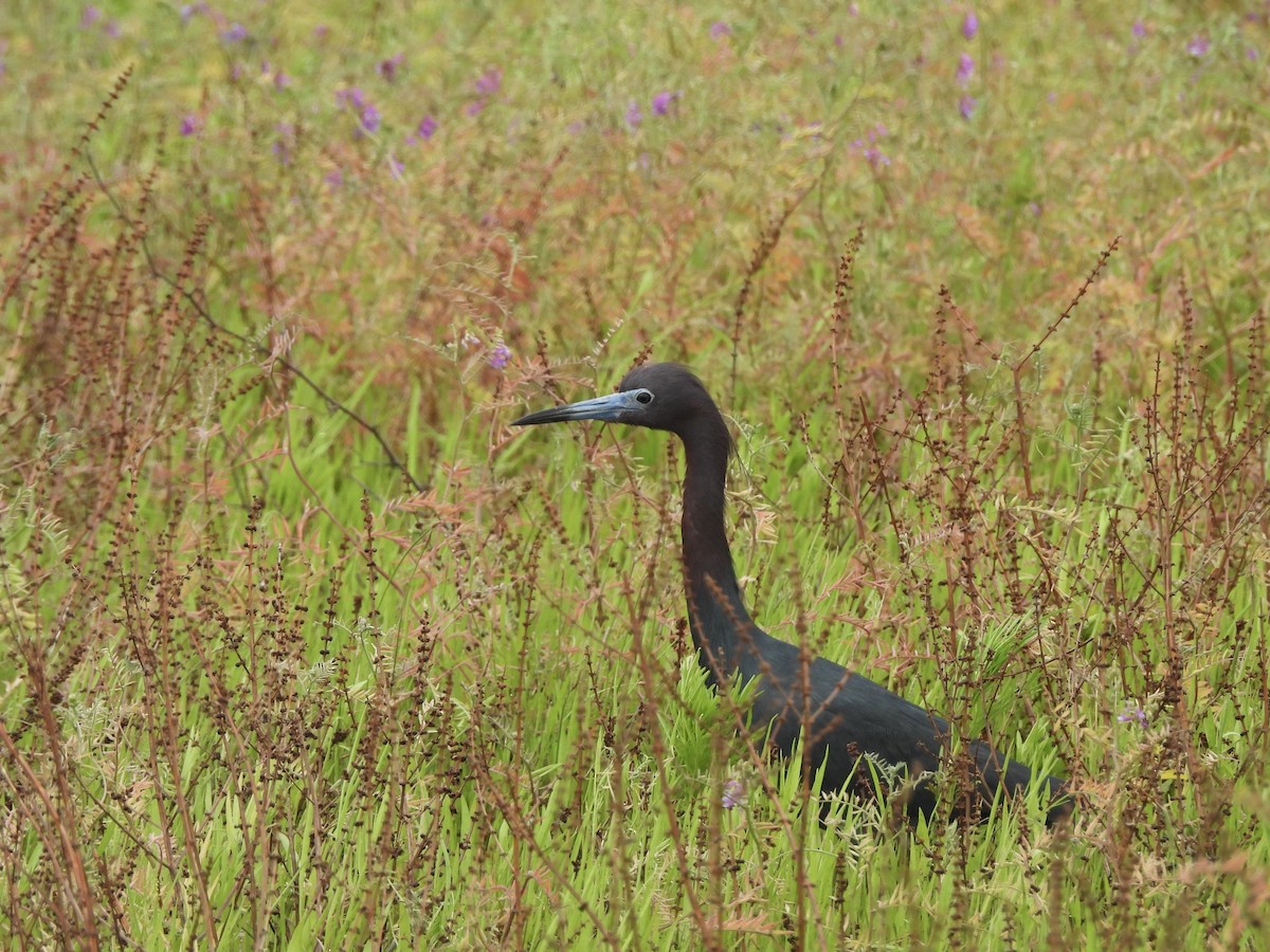 Mavi Balıkçıl - ML647079954