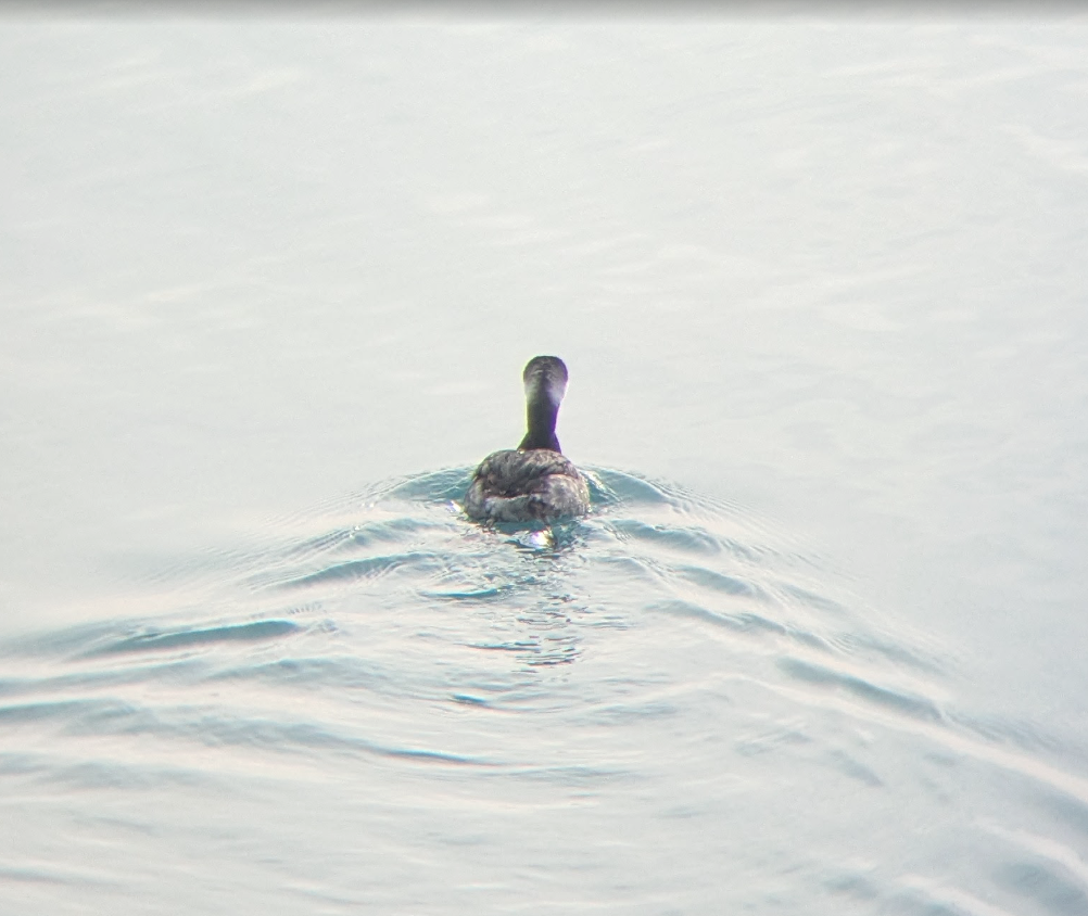 Horned Grebe - ML647079957