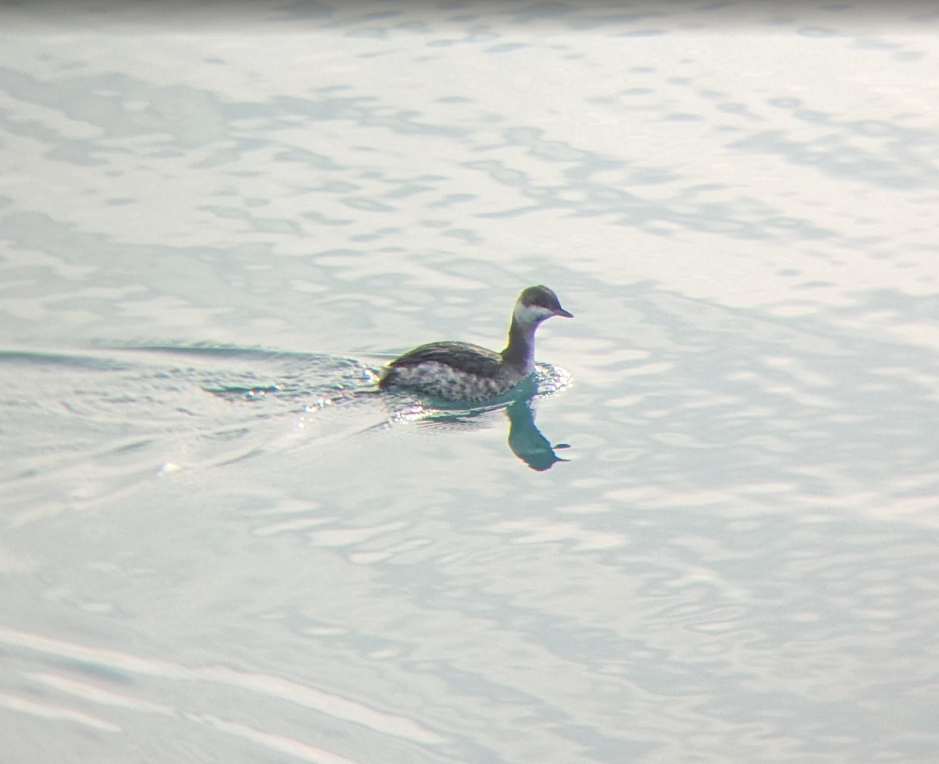 Horned Grebe - ML647079958