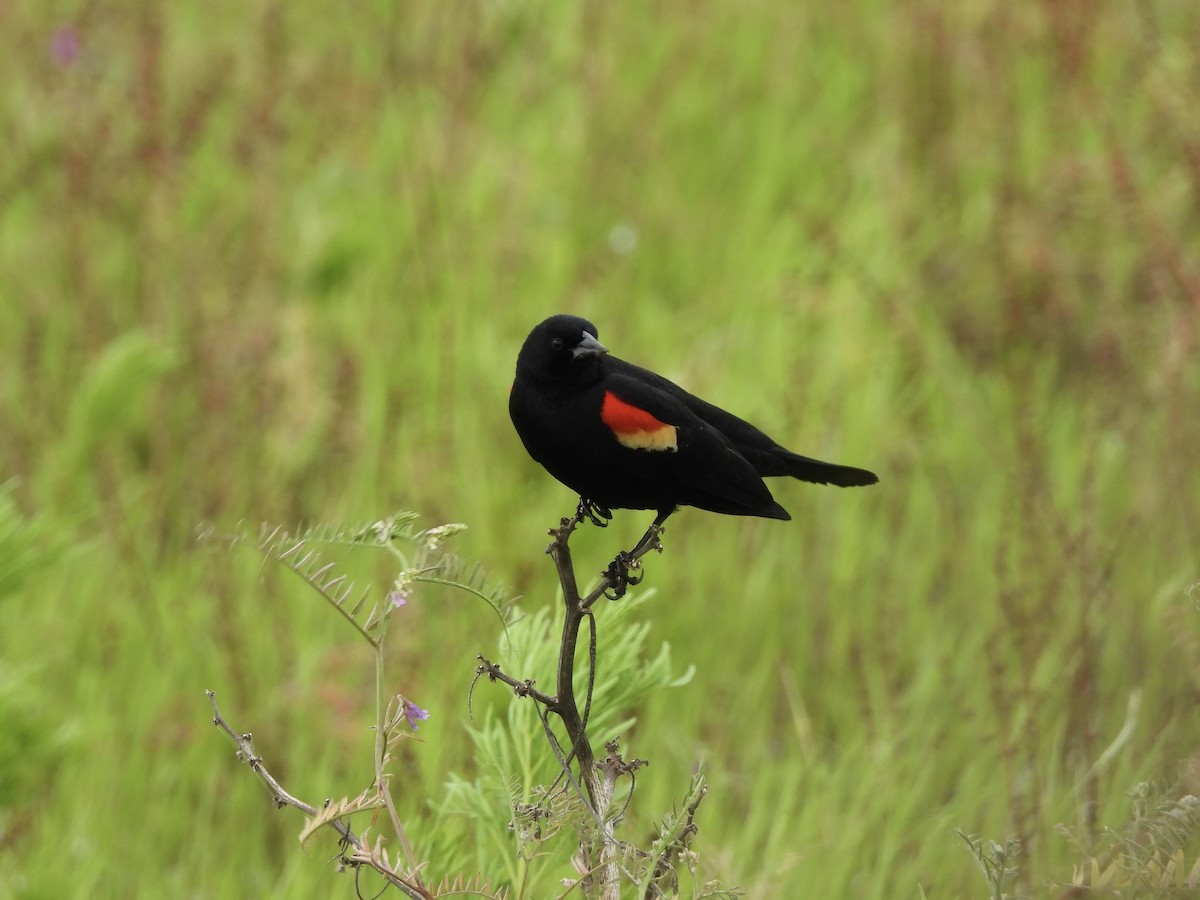 Al Kanatlı Karatavuk - ML647079964