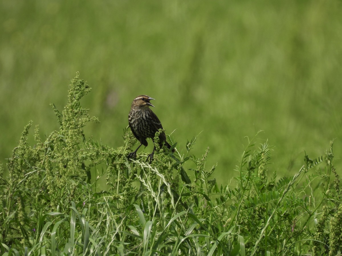 Al Kanatlı Karatavuk - ML647079967