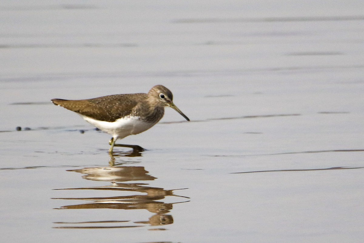 クサシギ - ML647079976