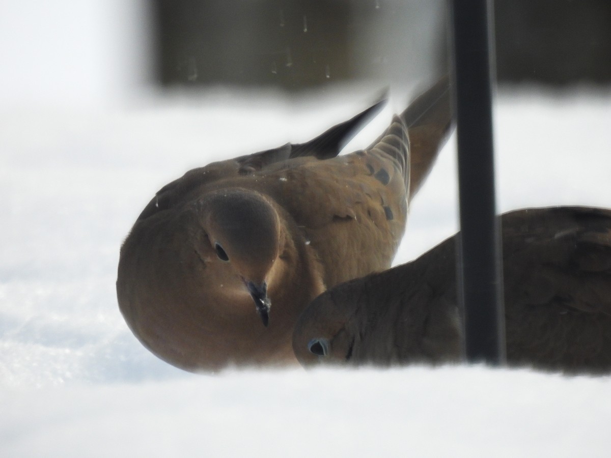 Mourning Dove - ML647079981